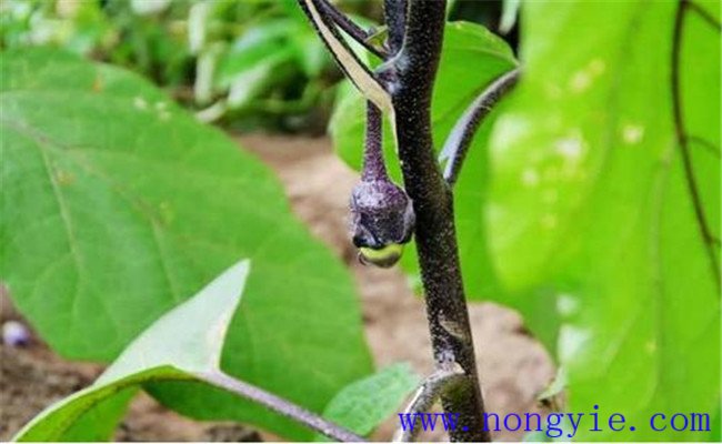 茄子灰霉病发病原因是什么 如何防治茄子灰霉病