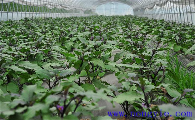 冬季怎样种植大棚茄子 大棚茄子要注意哪些问题