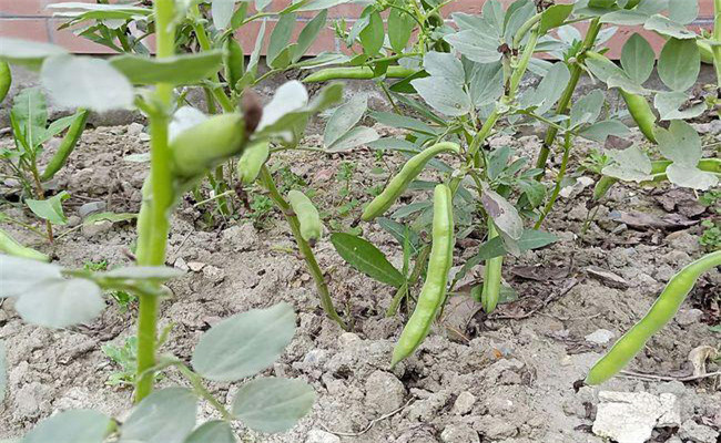 蚕豆什么时候种植合适？蚕豆的株距与行距要求