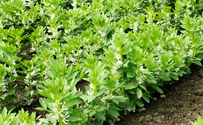 蚕豆种植时间是几月份 蚕豆种子发芽的环境条件