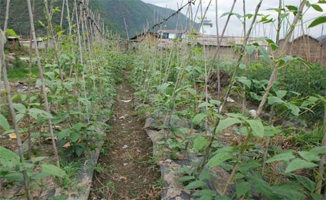 豆角种植密度与间隔如何掌握？豆角的管理要点