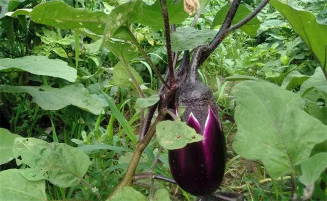 茄子如何种植才能高产？记住茄子种植高产秘诀