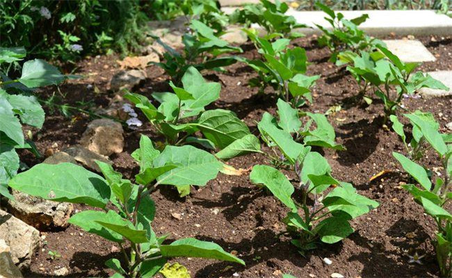 茄子如何种植才能高产？记住茄子种植高产秘诀