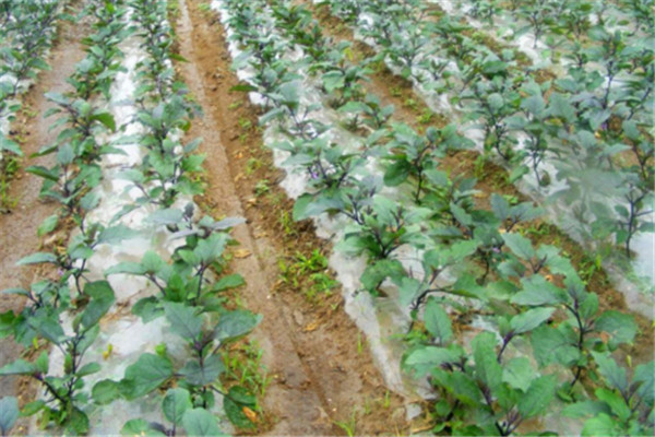 夏季茄子如何施肥，夏季给茄子追肥要注意什么