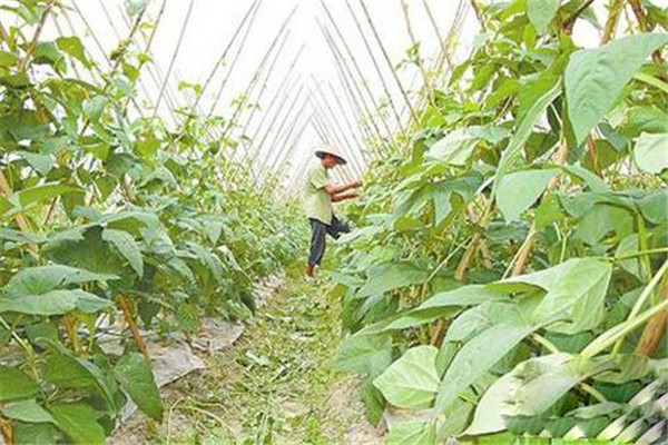 早熟扁豆高产栽培要点