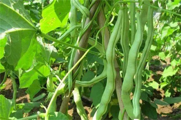 春季大棚芸豆巧管理方法与管理重点