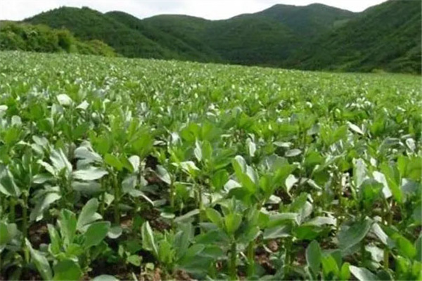 蚕豆产量低原因是什么？如何提高蚕豆产量？
