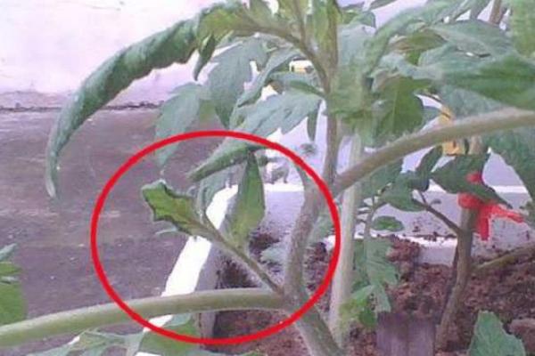 种西红柿需要掐尖吗?西红柿的掐尖时间和方法