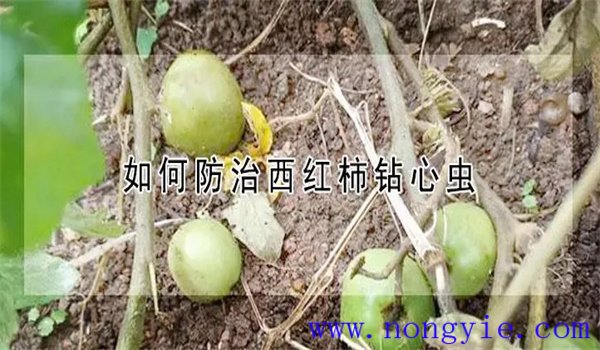 如何防治西红柿钻心虫，用什么药物防治？