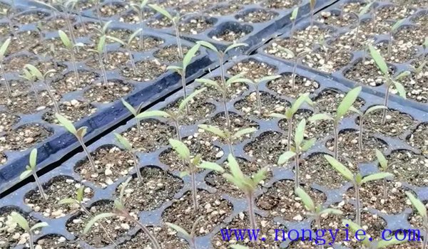 西红柿育苗时间和方法 西红柿育苗几天出苗？