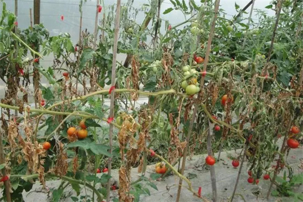 番茄枯萎病的症状及防治方法，用什么药防治？