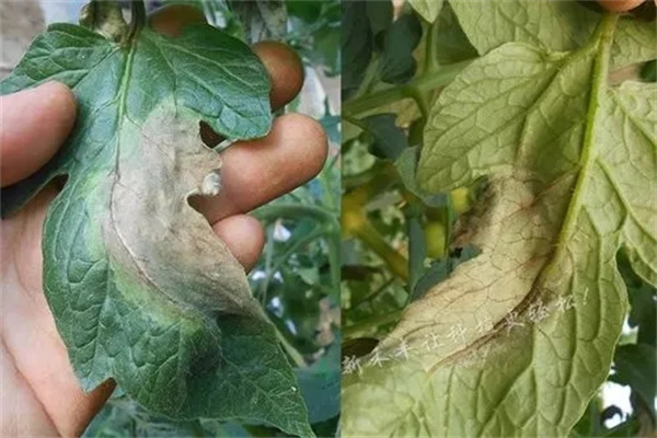 番茄早疫病和晚疫病的症状有什么区别？