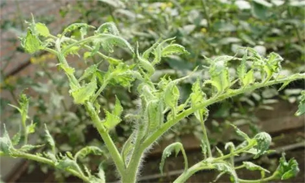 如何预防番茄畸形花，是什么原因引起的？