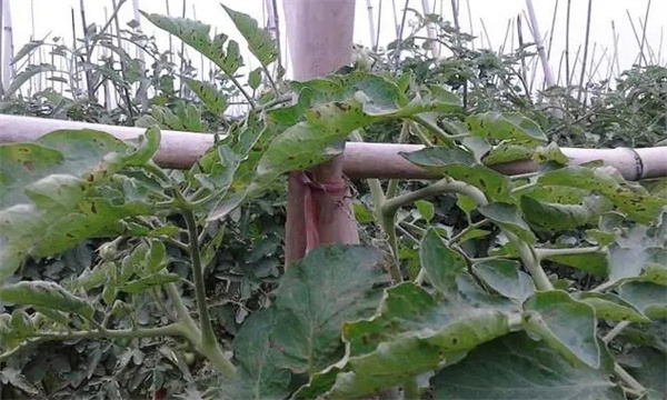 如何预防番茄筋腐病，番茄筋腐病是怎样形成的