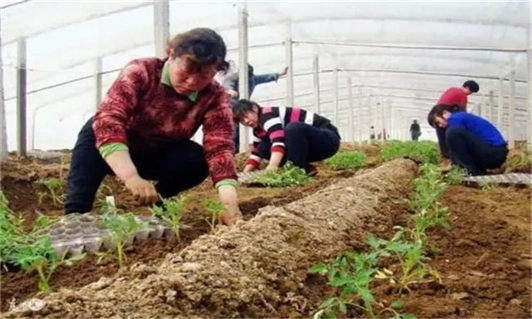 秋茬番茄在定植时应该注意什么问题？