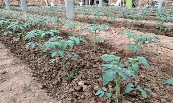秋茬番茄在定植时应该注意什么问题？