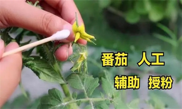 番茄为什么进行人工辅助授粉？蘸花有几种方法