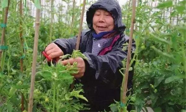 怎样给番茄整枝、摘心、打杈、疏花疏果？