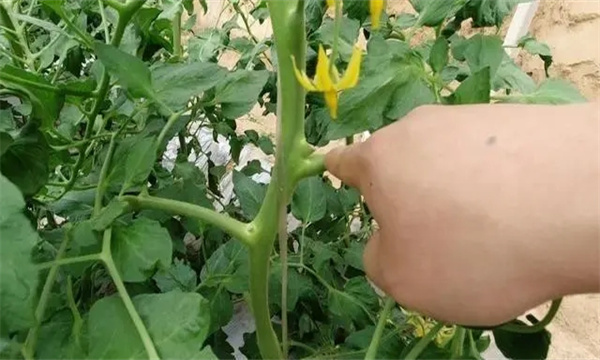 怎样给番茄整枝、摘心、打杈、疏花疏果？