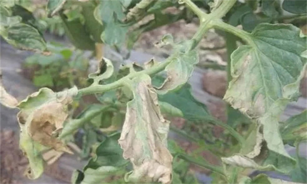 如何防治番茄晚疫病，其发病条件有哪些？