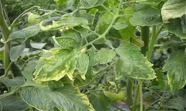 番茄氮素为什么会过剩，如何处理？