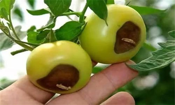 番茄脐腐病是如何形成的 怎样预防番茄脐腐病