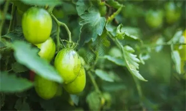 番茄绿背果形成原因是什么 怎样预防和补救？