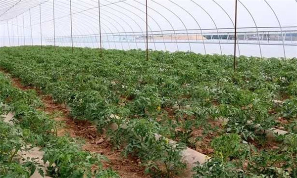 怎样实现大棚番茄的春季增产？