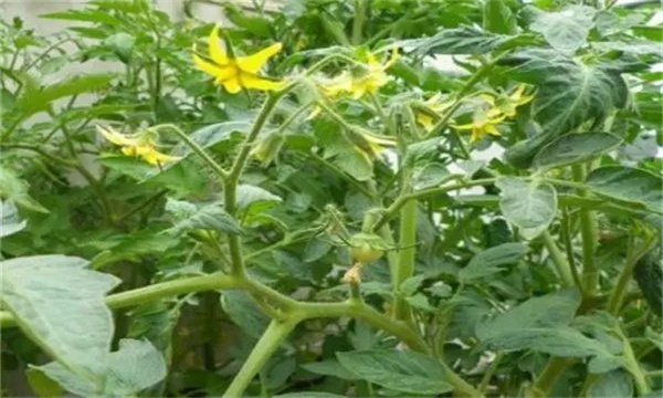 番茄的需肥特性和施肥要点，番茄如何施肥？
