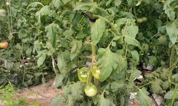 番茄施肥氮磷钾比例 怎样把握番茄施肥关键环节