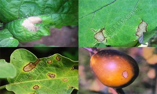 茄子细菌性褐斑病怎样防治？用什么药防治？