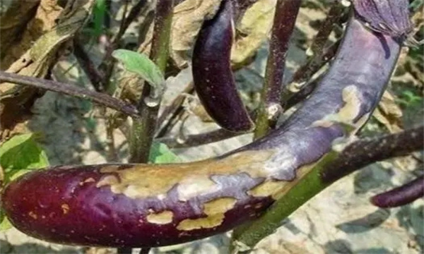 茄子细菌性褐斑病怎样防治？用什么药防治？