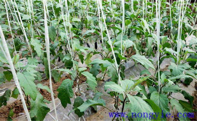 茄子早衰是什么原因 茄子早衰有哪些防治方法