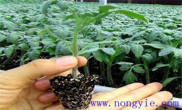 樱桃番茄栽培技术要点 细说樱桃番茄栽培过程