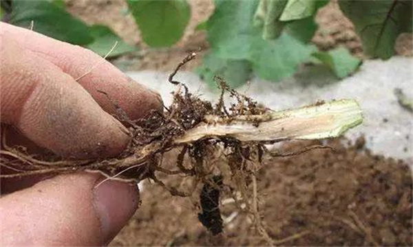 茄子沤根是什么原因造成的 怎样预防茄子沤根？