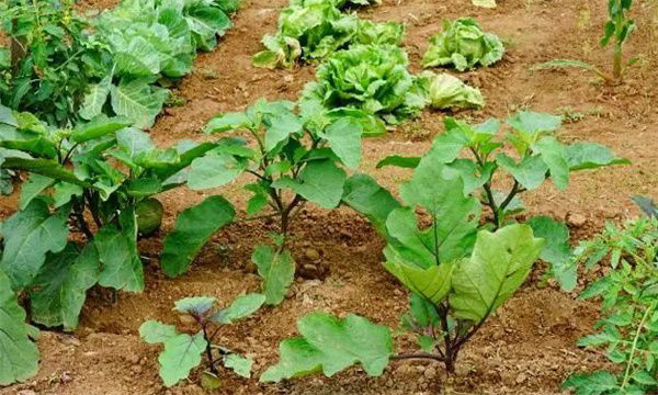 茄子沤根是什么原因造成的 怎样预防茄子沤根？