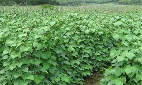 芸豆的需肥特点 芸豆施肥需要注意哪些问题？