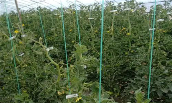 冬春茬番茄晚吊蔓有哪些好处 需注意哪些问题？
