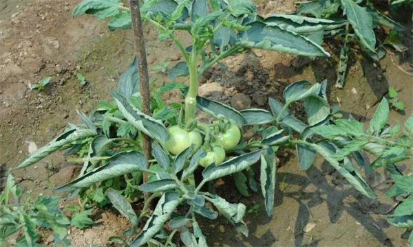 冬季番茄怎么冲施肥，应注意哪些问题？