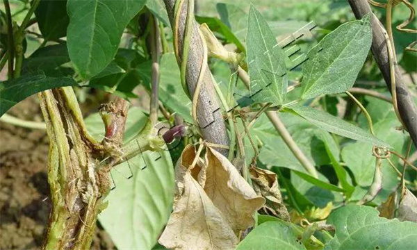 豇豆疫病的症状识别及防治方法