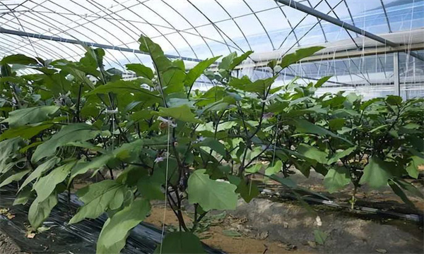 越冬茬大棚茄子的定植与管理方法