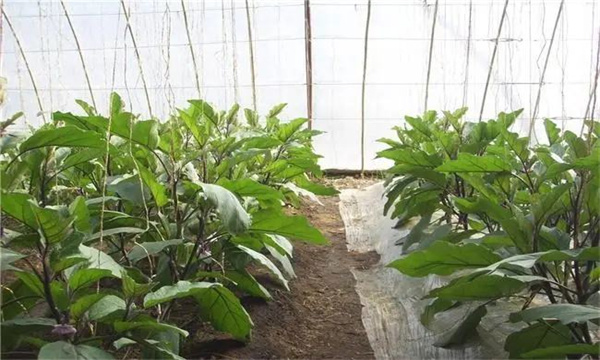 大棚茄子越冬茬栽培的技术要点