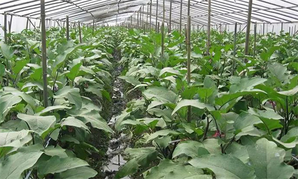 大棚茄子越冬茬栽培的技术要点