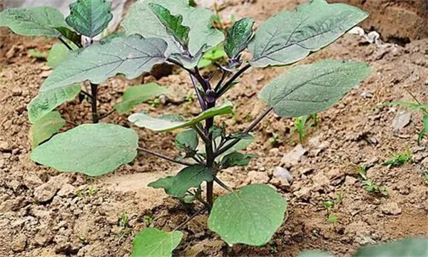 大棚茄子冬春茬栽培的技术要点
