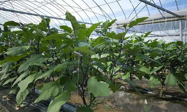 大棚茄子冬春茬定植后如何管理？