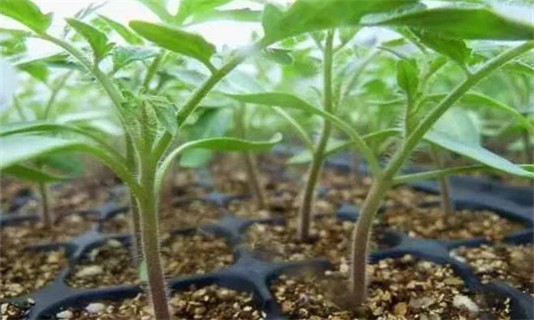 番茄定植时的壮苗标准是什么 怎样控制幼苗徒长