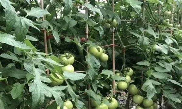 番茄膨果期管理的两大技术要点