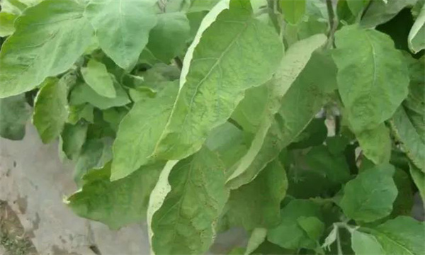 茄子缺氮、磷、钾症的症状是什么，如何矫正?