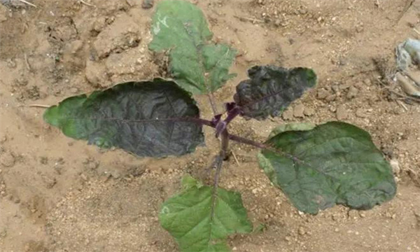 茄子缺氮、磷、钾症的症状是什么，如何矫正?