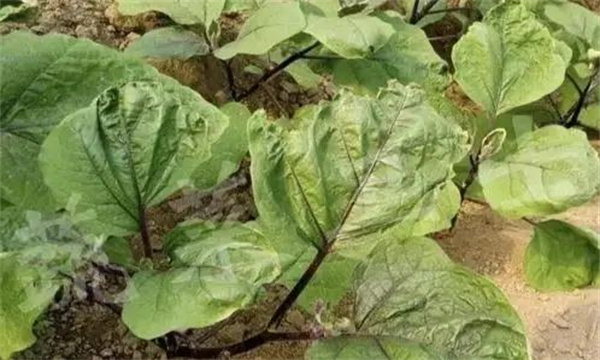 茄子缺素症状诊断及防治、矫正方法